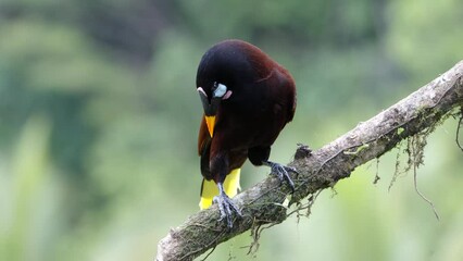 Wall Mural - a montezuma oropendola perched on a branch on a rainy afternoon at boca tapada in costa rica