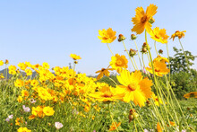 Bright Yellow Star Tickseed Flowers (Coreopsis Pubescens) Blooming In A Field