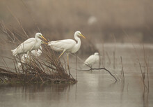 Great Egrets Perched Grass At Asker Marsh, Bahrain