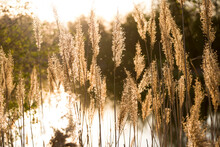 Reeds Near The River. Reeds At Sunset. Selective Focus