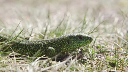 Wall Mural - European green lizard (Lacerta viridis) in the grass, Velebit mountain, Croatia