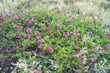 Closeup shot of thyme herbaceous plant in the meadow