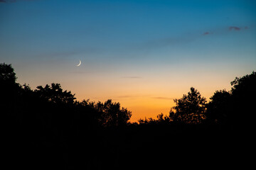 Canvas Print - Beautiful shot of a sunset behind the trees