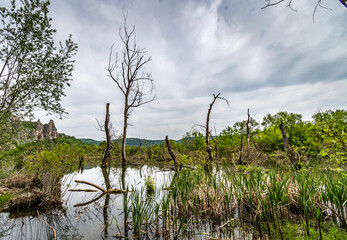 Wall Mural - reeds in the water