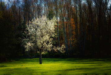 Wall Mural - Trees and branches are lit by the setting sun in Windsor in Upstate NY.  Side lighting of a tree with white blossoms in yard.