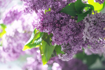 Wall Mural - Branch of violet lilac flowers with green leaves