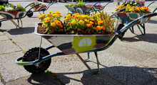 Colorful Painted Wheelbarrow With Various Types Of Flowers