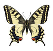 Isolated butterfly Papilio machaon Old Wold yellow swallowtail. Papilionidae. Insects. Entomology.