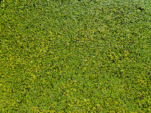 Duckweed Green Tiny Aquatic Leaves Natural Texture Background