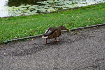 Sticker - Lone duck on the side of a pond in a park