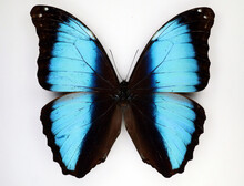 Morpho Butterfly Blue Black Color. Morpho Deidamia. Isolated. Collection Butterflies. Entomology. Morphidae