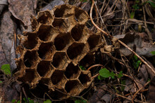 Empty Dry Broken Abandoned Wasps Nest, Bee Hive With Hexagon Pattern, Honeycomb Macro Shot