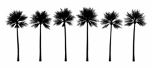 Realistic Palm Tree Silhouette Collection. Set Of Tropical Tree Elements For Vacation Booklet.