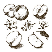 Set Of Images Of Apples, Hand Drawn On A White Background.. Vintage. Lines Have The Effect Of Aging. Vector. EPS10