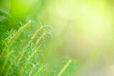 Fototapeta Sypialnia - Beautiful nature view green leaf on blurred greenery background under sunlight with bokeh and copy space using as background natural plants landscape, ecology wallpaper concept.