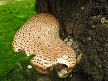 Large Fungi Dryads Saddle 