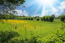 Beautiful Rural Typical Lower Rhine Landscape, Green Meadow, Pollard Willow Trees, Yellow Buttercup Flowers Field, Blue Summer Sky, Sun Rays - Viersen, Germany