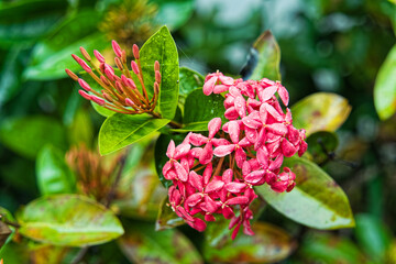 Sticker - Closeup shot of blooming chinese ixora with dewdrops