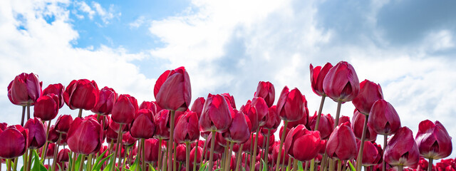 Wall Mural - Panoramic landscape of red beautiful blooming tulip field in Holland Netherlands in spring, illuminated by the sun with blue cloudy sky - Close-up of Tulips flowers background.