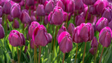 Fototapeta Tulipany - Panoramic landscape of pink purple beautiful blooming tulip field in Holland Netherlands in spring, illuminated by the sun - Close-up of Tulips flowers background.