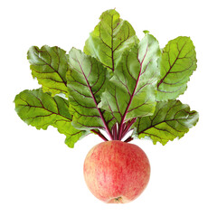 Wall Mural - apple with beet tops on a white background.
