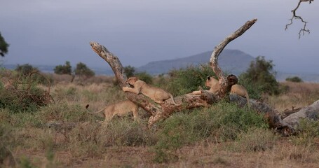 Wall Mural - lions play on a tree in the savannah