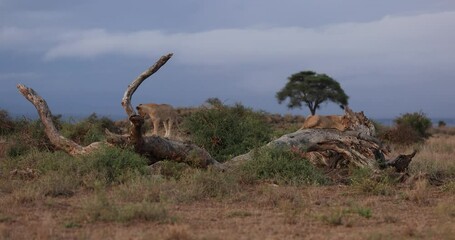 Wall Mural - Lions play on a tree in the savannah