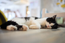 Cat Lying Down On Wooden Table Looking At Camera.