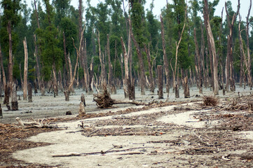 Sticker - Sunderbans devastated by the cyclone