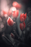 Fototapeta Tulipany - Tulipany w ogrodzie