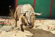 un toro bravo español con grandes cuernos en una plaza de  toros