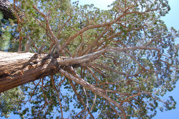 branches of a tree