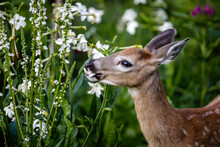 White-tailed deer fawn feeding on flowers, English Garden, Assiniboine Park, Winnipeg, Manitoba, Canada.