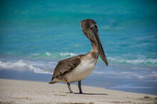 Brown Pelican At The Beach On A Sunny Day