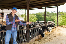 Man Cowboy At Cow Farm Ranch