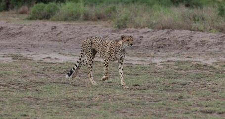 Wall Mural - a mother cheetah runs in slow motion in the savannah