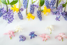 Spring Flowers Border. Pattern From Flowers Of Blue Muscari, Yellow Daffodils And Hyacinths On A White Background. Flat Lay And Cosmetic Background, Top View