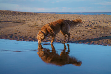 Wall Mural - dog on the beach, sunny photo by the water. Walking with a pet. Nova Scotia duck tolling retriever in nature