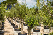 © JENOCHE - plantation market of young olive trees