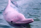 pink dolphin in the water