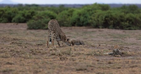 Wall Mural - a mother and her cheetah cubs are in the savannah