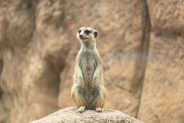 Poster - Closeup shot of a cute meerkat in a zoo