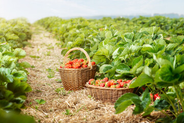 Wall Mural - Baskets of fresh strawberries in field