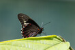 black and red buterfly in natural environment