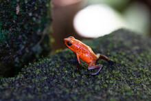 Blue Jeans Frog In Natural Environment