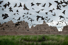 A Big Flock Of Birds Fly In Grasslands At Badlands National Park
