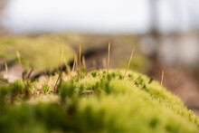 Closeup Of The Thin Grass Stems On The Moss.