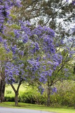 Beautiful Blue Flowering Jacaranda Tree In Spring.