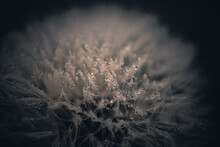 Macro Shot Of A Fluffy Dandelion With Water Droplets On It - Perfect For A Background