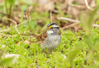 Wall Mural - A male white-throated sparrow foraging along the ground during spring at Magee Marsh in northern Ohio. 